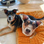 Custom “Photo” Pet Pillow